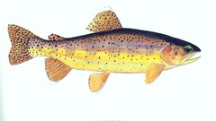 Fish trout