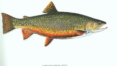 Fish trout