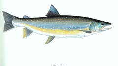 Fish trout