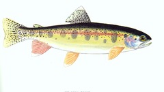 Fish trout