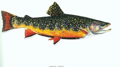 Fish trout