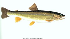 Fish trout
