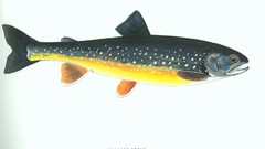 Fish trout