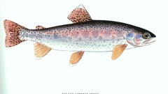 Fish trout