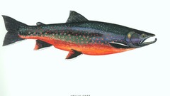 Fish trout