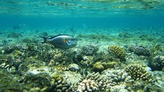 Fish underwater coral reef