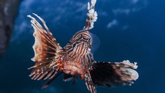 Fish underwater lionfish