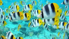 Fish underwater saltwater fish