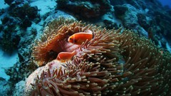 Fish underwater sea anemones coral reef
