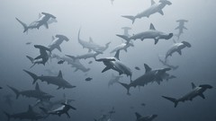 Fish underwater Sharks Hammerhead Shark