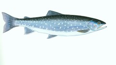 Fish white background trout
