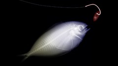 Fish X-ray x-ray potograpy