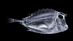 Fish Xray