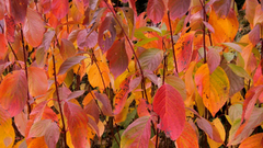 Flames multicolor leaves colorful