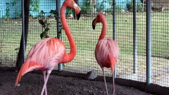 Flamingos