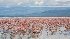Flamingos