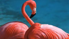 Flamingos