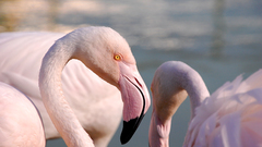 Flamingos Birds bird