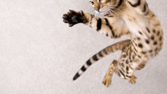 Flat work high Resolution