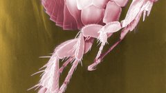 Flea scanning electron micrograph