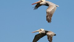 Flight Birds brown California Pelicans