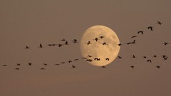 Flight Birds Cranes moonlight
