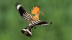 Flight Birds hoopoe