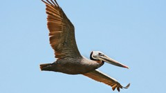Flight brown Pelicans