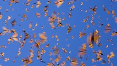 Flight Butterflies Mexico motion blur monarch