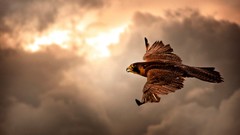 Flight falcon bird