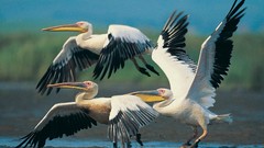 Flight white Birds Pelicans