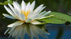 Floating lily pads reflections
