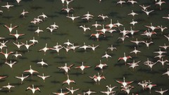 Flock Africa aerial flamingos Kenya