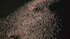 Flock flamingos Kenya