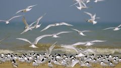 Flock of sandwich Terns