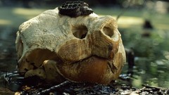 Florida skulls Reptiles national geographic swamps baby animals 