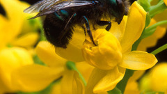 Flower bees api abeilles