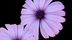 Flower black screen can mauve have