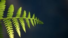 Flower branch single