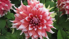 Flower dahlia moonstruck Flowers