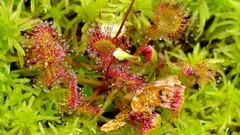 Flower drosera rotundifolia ne2