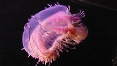 Flower jellyfish hat high Resolution