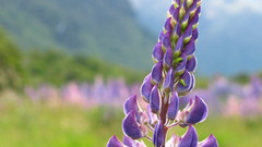 Flower lupine ultra