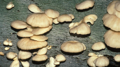 Flower oyster mushrooms fungus