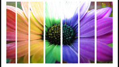 Flower rainbow high Resolution numbpurplehaze