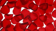 Flower red rose petal