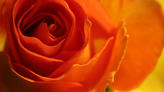 Flower rose erysipelas