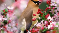 Flowers Animals Birds cedar waxwing