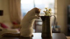 Flowers Animals cats ben torode