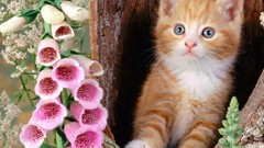 Flowers Animals cats Kittens foxgloves